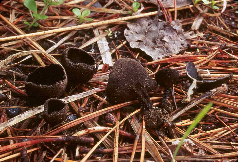 Helvella corium
